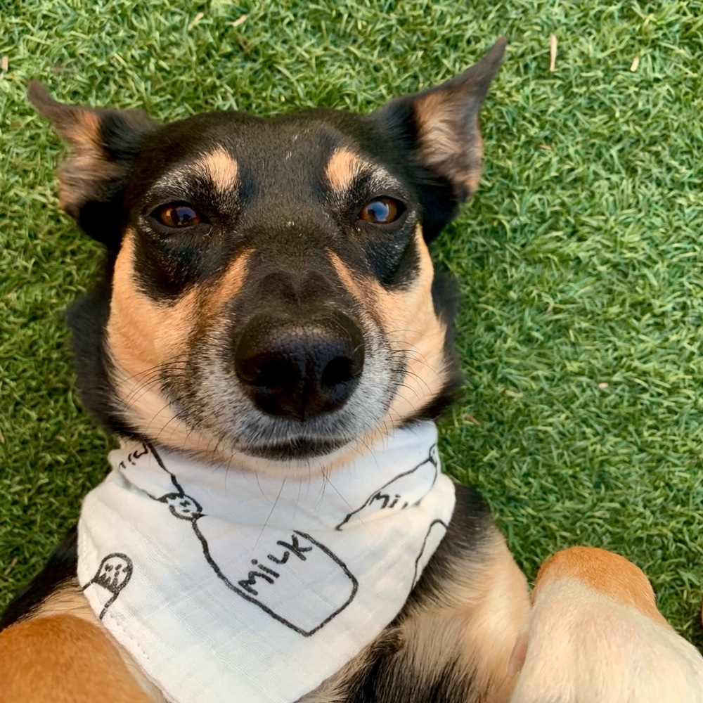 Dog Bandanna